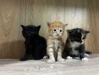 Котята мейн-куны