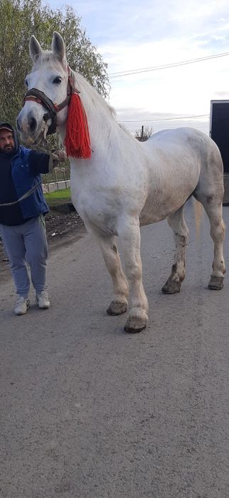 Vând iapă de 8 ani !