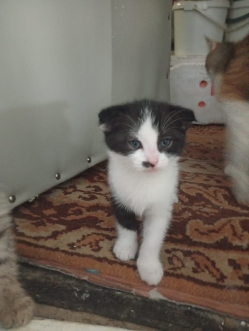 Отдам кошечек в добрые руки.