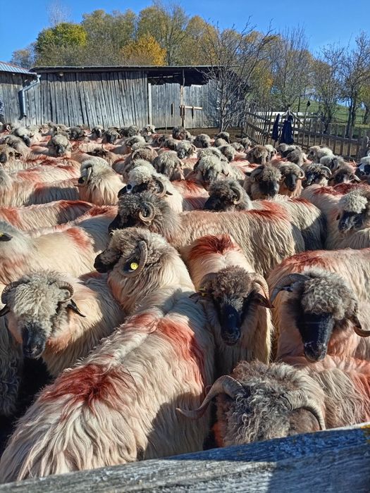 De vînzare 150 de oi țurcane