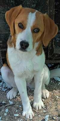 Vând fetiță Beagle 8 luni