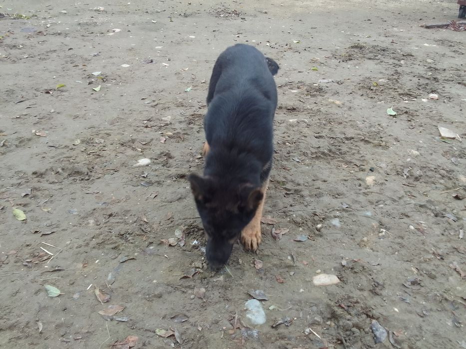 Catei  ciobanesc german cu 3 vacinuri facute si carnete