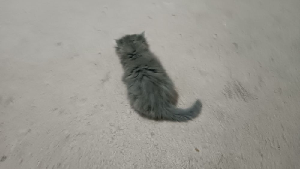 Кошка серая пушистая