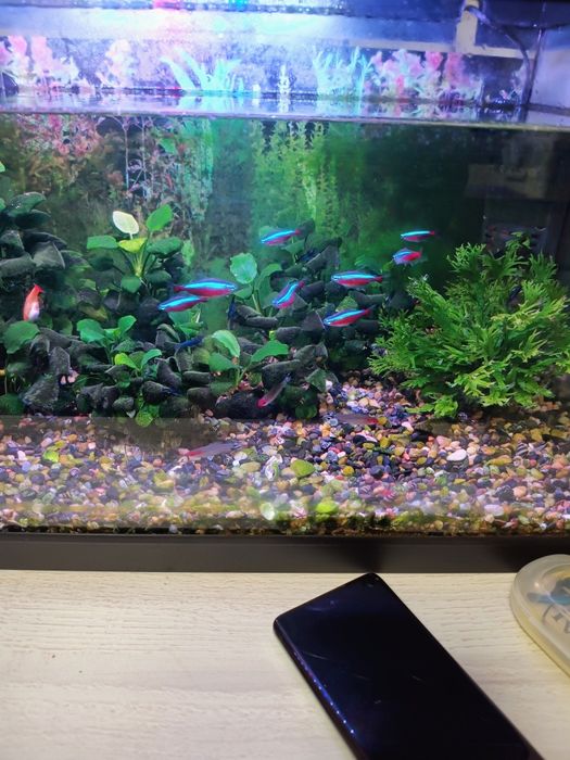 Аквариум 60 л.  С рибки и растения.