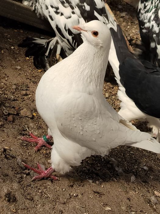 Porumbeii  Texani  si lahore