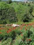 Branza de capra,lapte