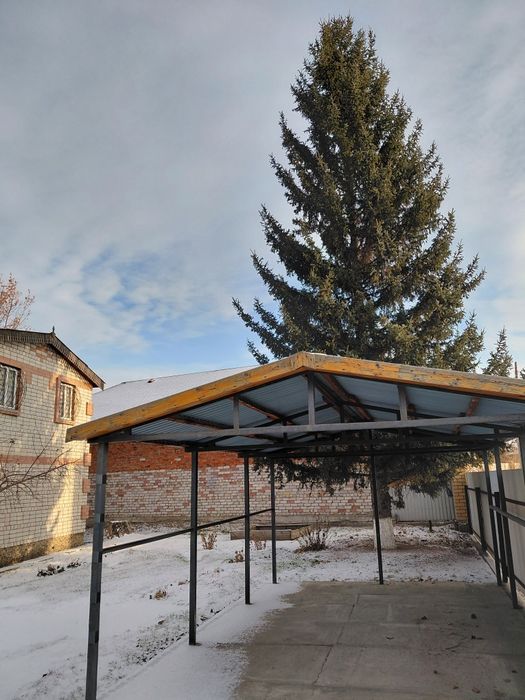 Продам елку живую.