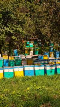 Vând 30 familii de albine