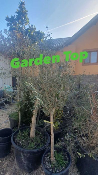 Copaci  platan mesteacan