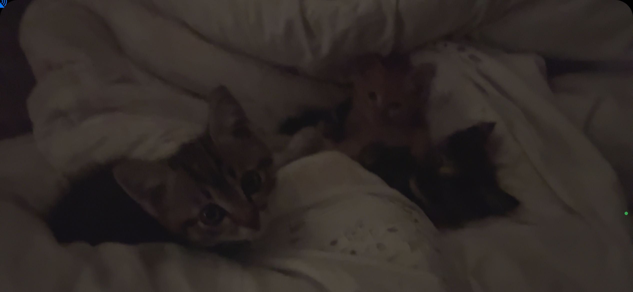 КОТЯТА, заберите пожалуйста