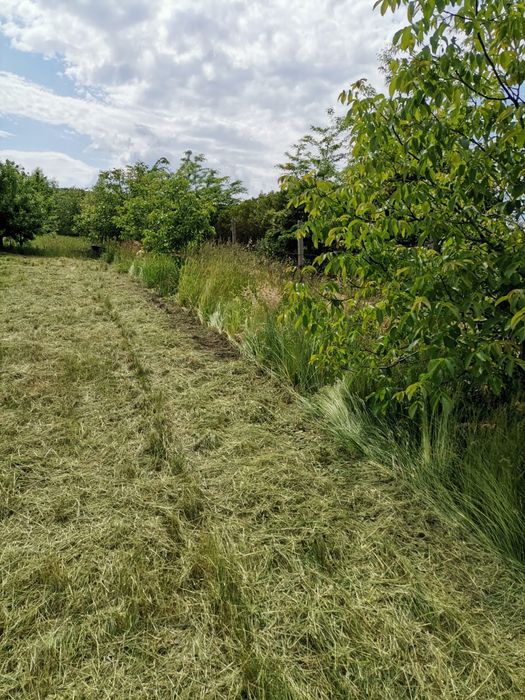 Teren intravilan cu pomi fructiferi – Loc de casă perfect