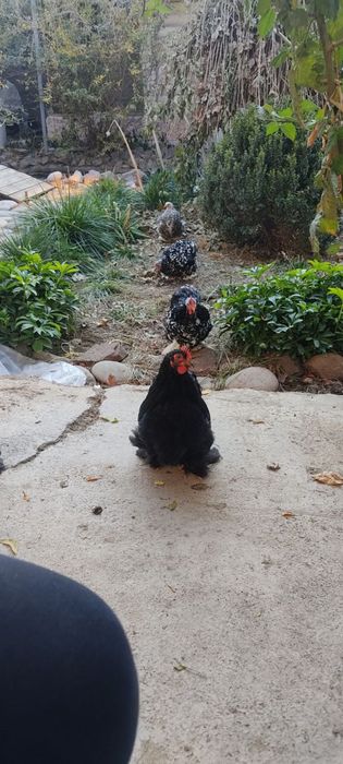 Курочки   Кахихинцы