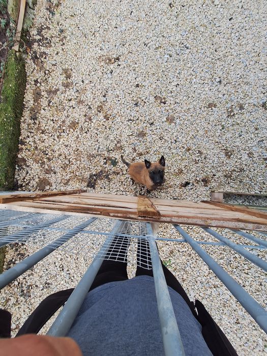 Белгийска Малиноа