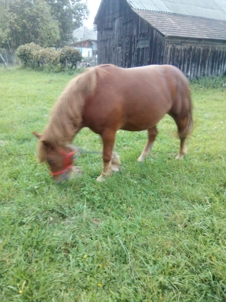 Vând un mânz și o iapă