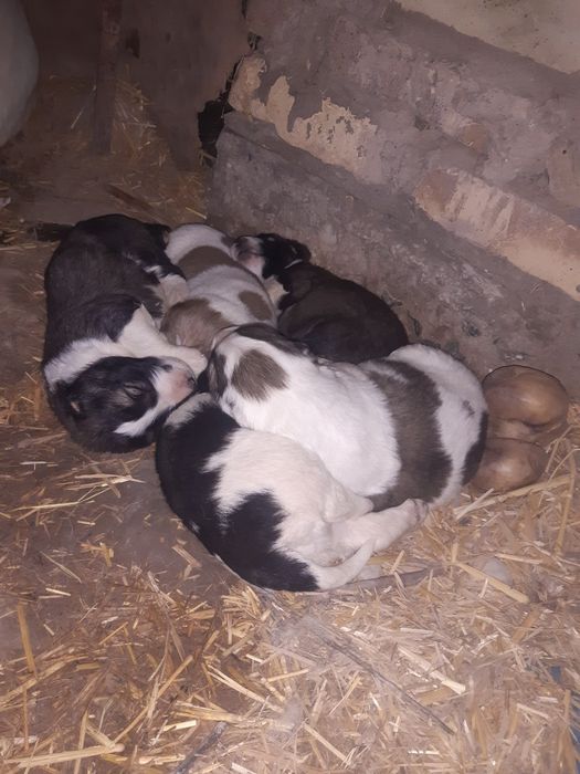 Кучуклар сотилади.