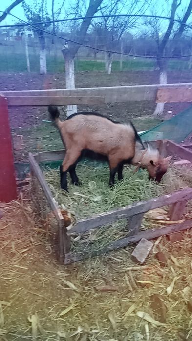 Vând un măgar de 10 luni și un țap de alpin francez și o iada metisa