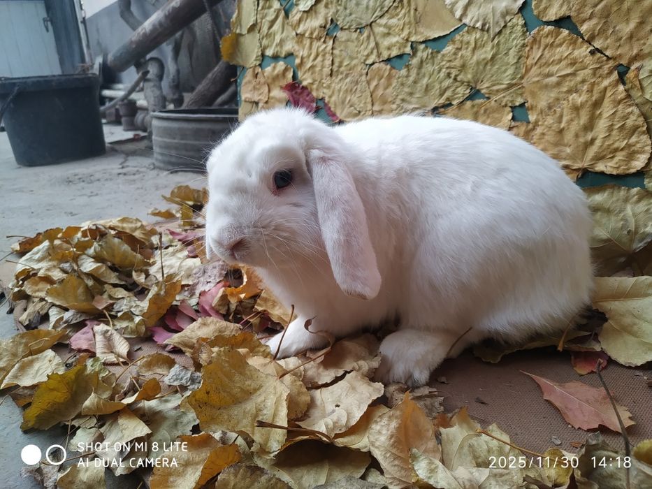 Karlik baran almaz glaz sames sotiladi