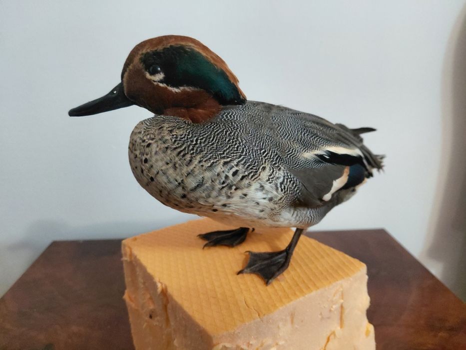 Mascul rata mica impaiat, taxidermie