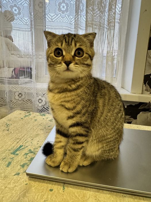 Вислоухая шотландка, малышка 3 месяцев ищет дом