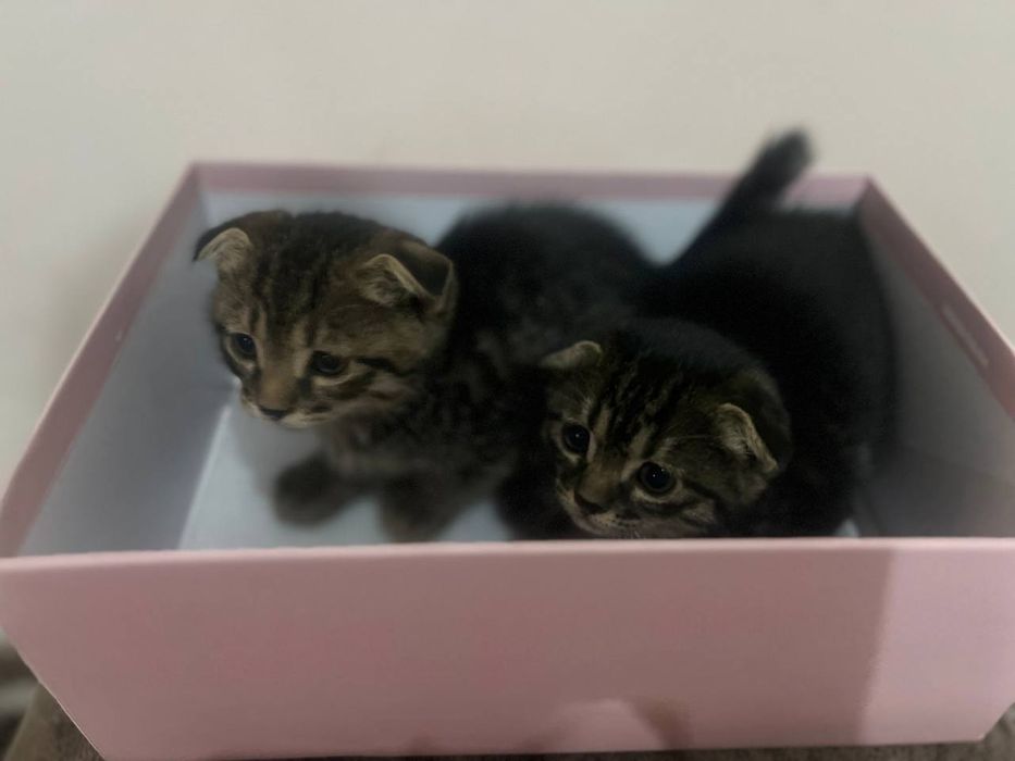 Продаются котята веслоухие