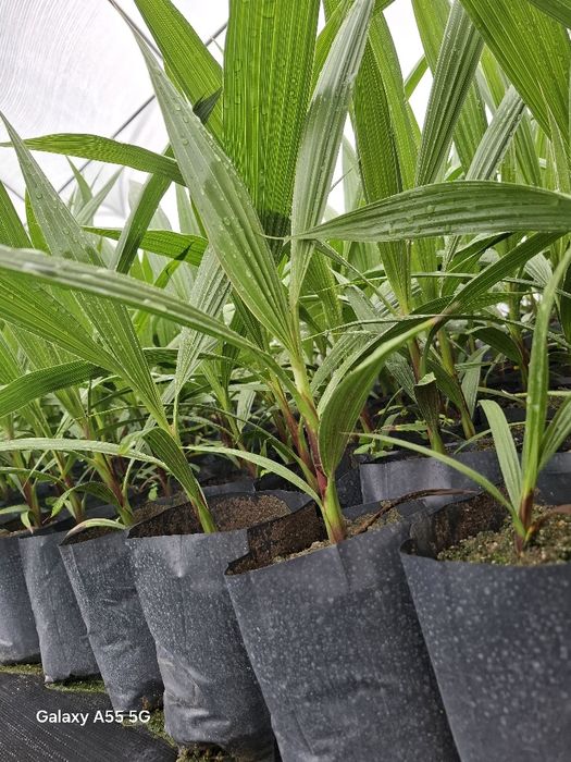 Палми  Варна  производител