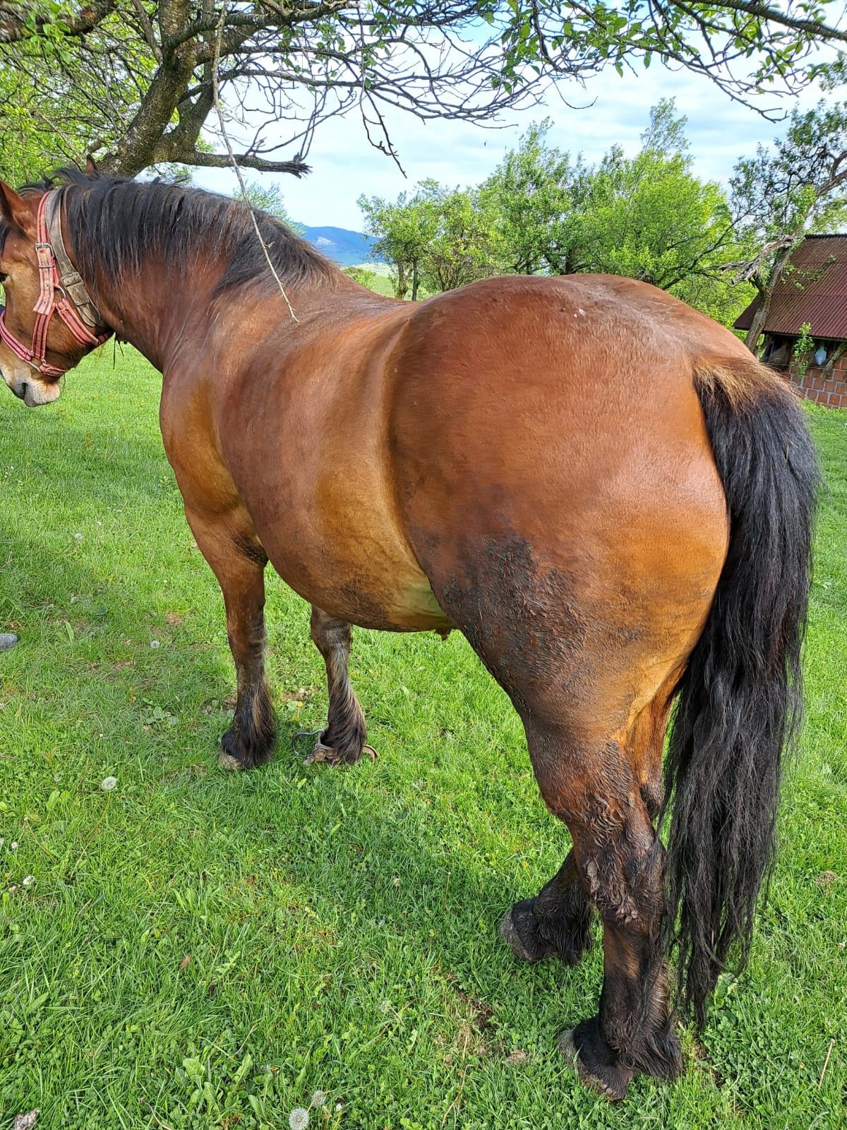 Mânz de 4 ani castrat