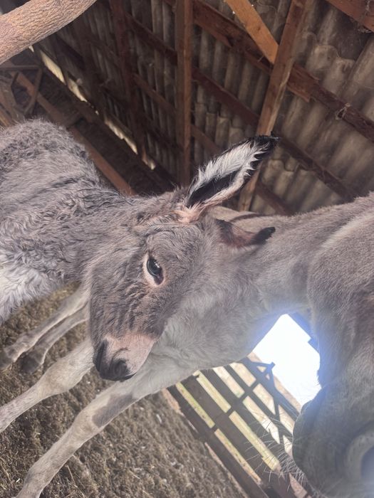 Vand lapte de magarita