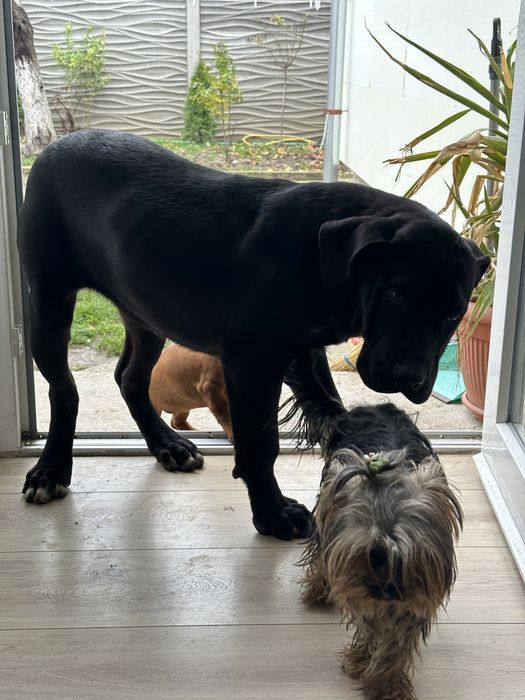 Femela Presa Canario