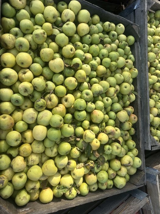 Vand mere pentru tuica/ suc