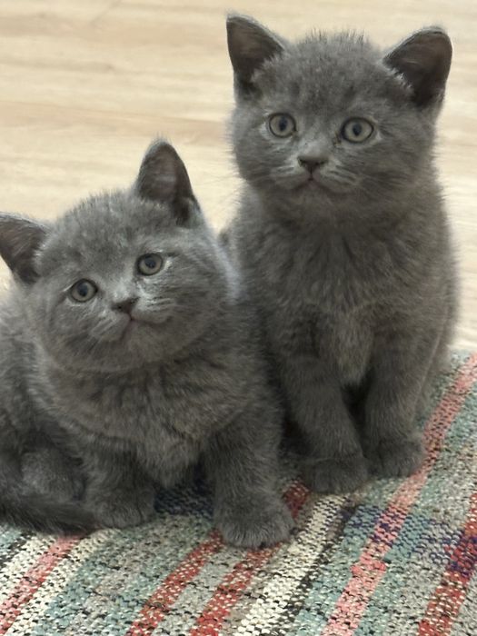 Продаётся чистокровные котята