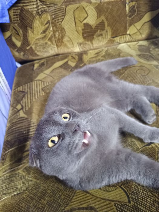 Продам кота в добрые руки