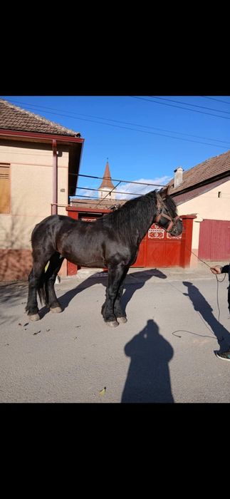 Vând armasar de 3 ani