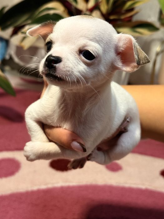 Продавам чихуахуа