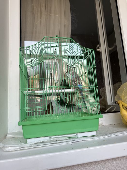 Продам попугая с клеткой