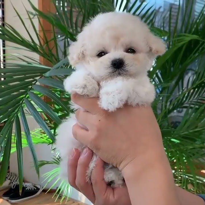 Caniche mini toy