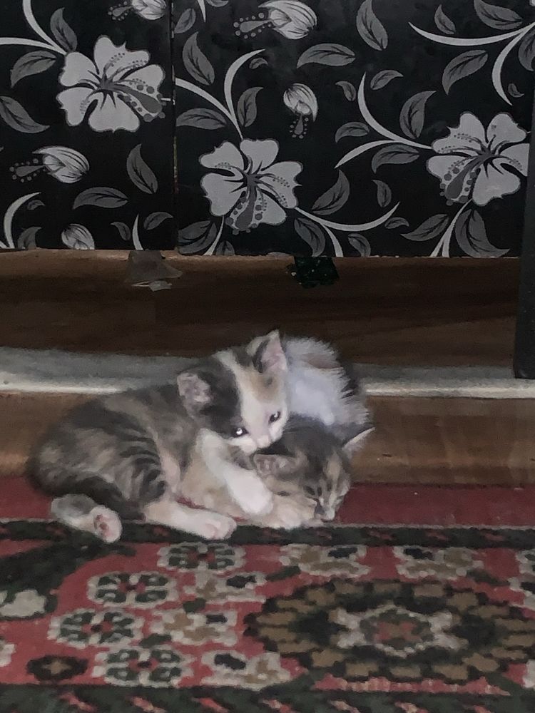 уй мушуклари кимга керак