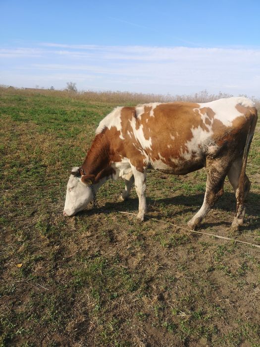 Vand vaca  Baltata Romaneasca cu vitel