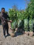 Laur englezesc, si chiparos leylandii la oferta