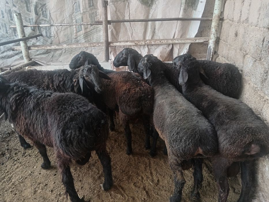 Qochqor qoy кочкор