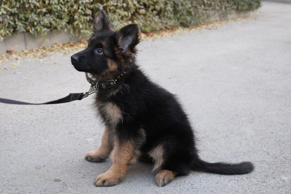 Лучшие из возможных Щенки немецкой овчарки. КНОРК СКК-FCI