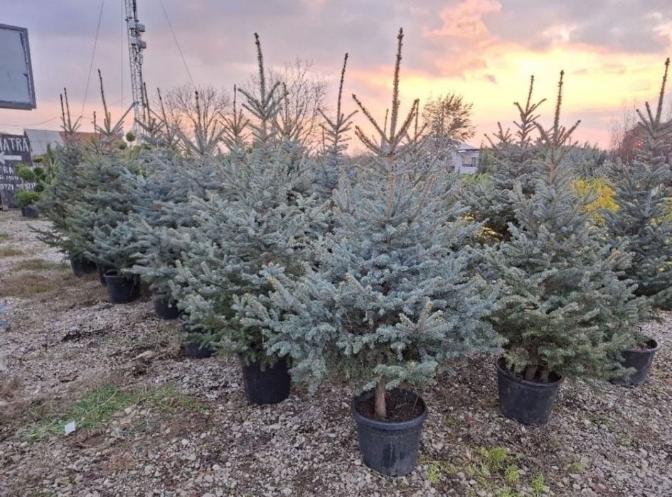 Mesteacăn  / tei / brad