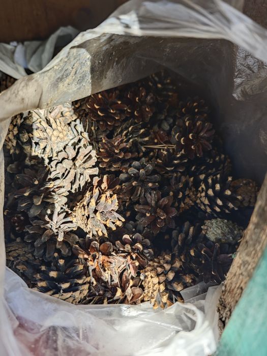 Продам шишки еловые и сосновые