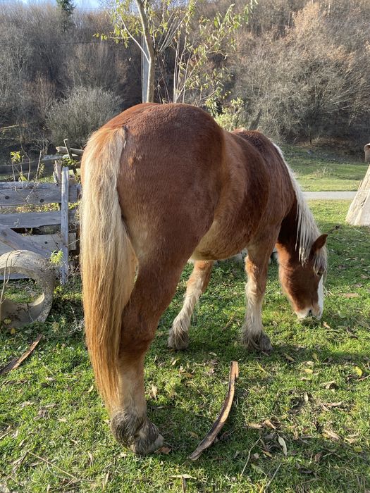 Vand manzul din imagini