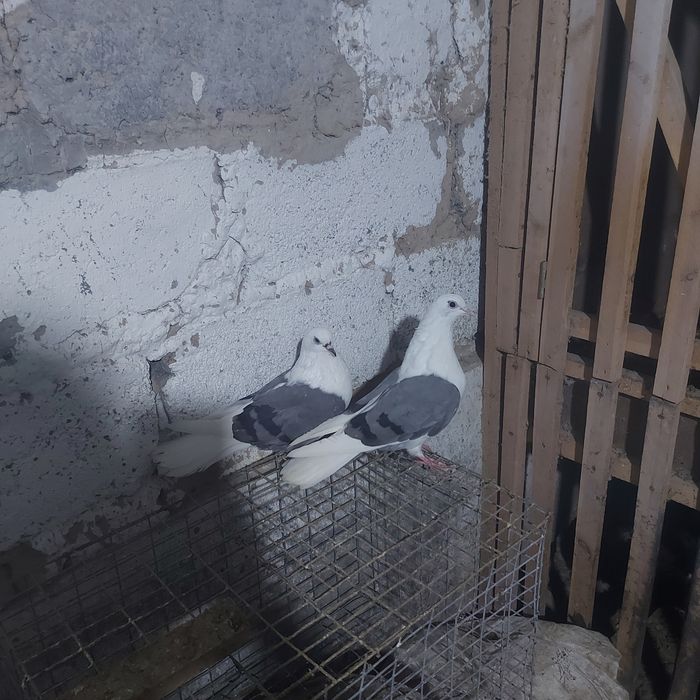 Сиза боки бабочка пара