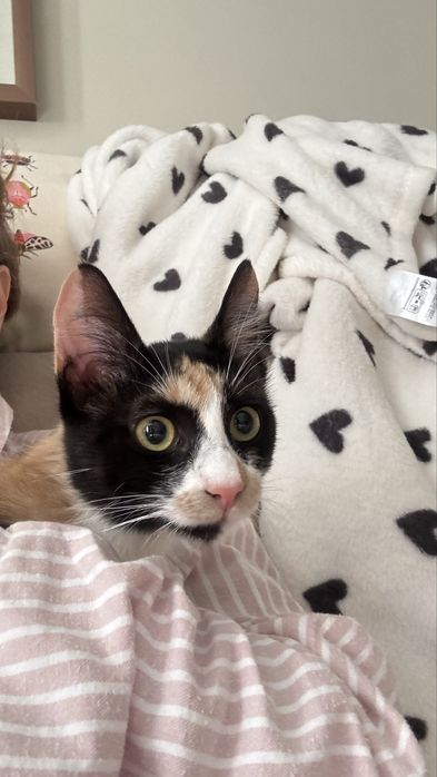 Adoptie pisicuta