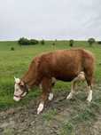 Vaca la prima fatare