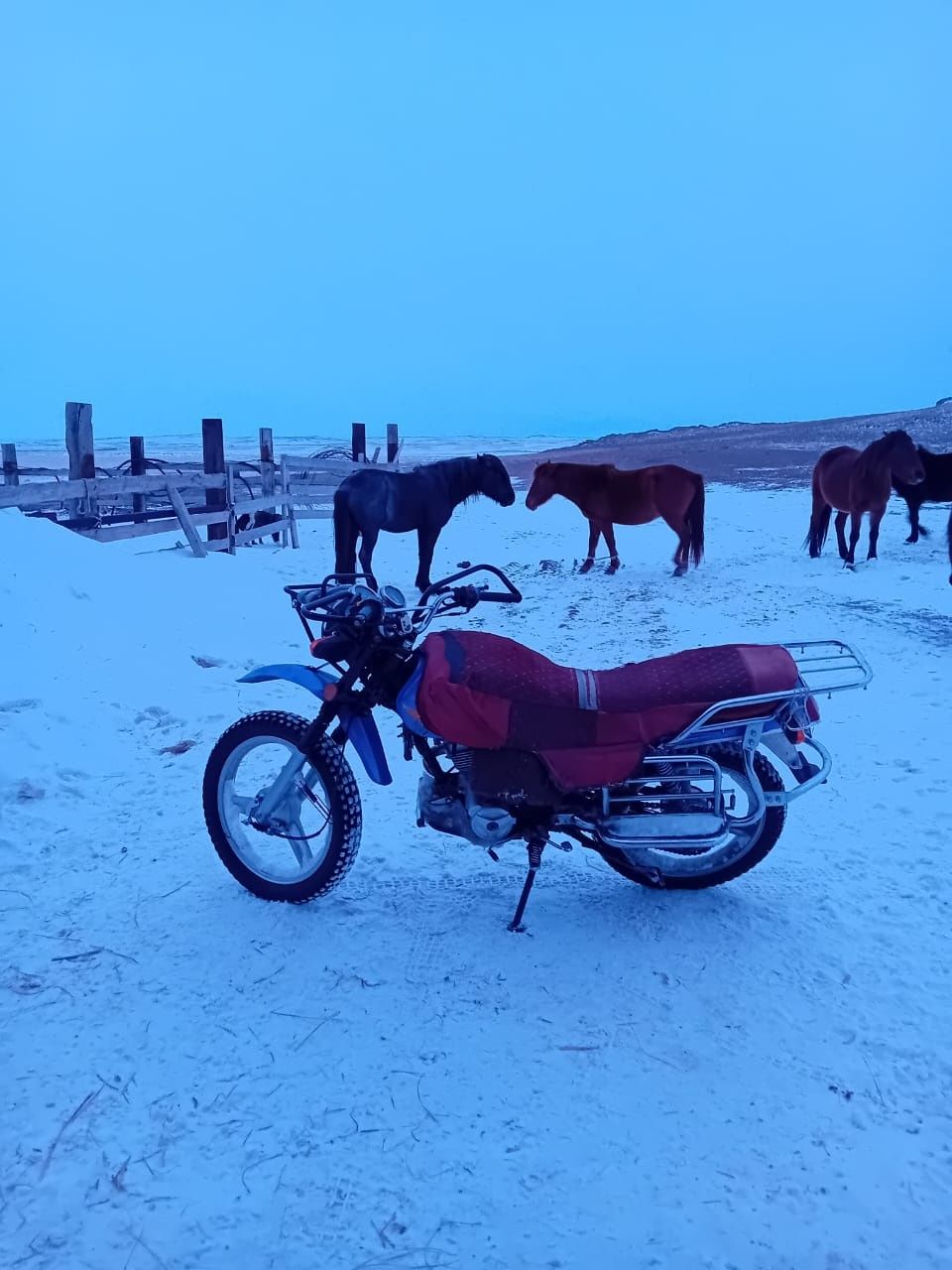 Семиз жылкылар сатылады