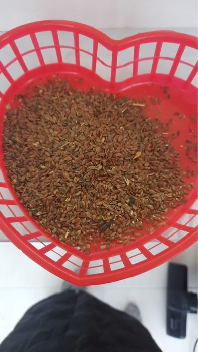 Срочно! Семена льна