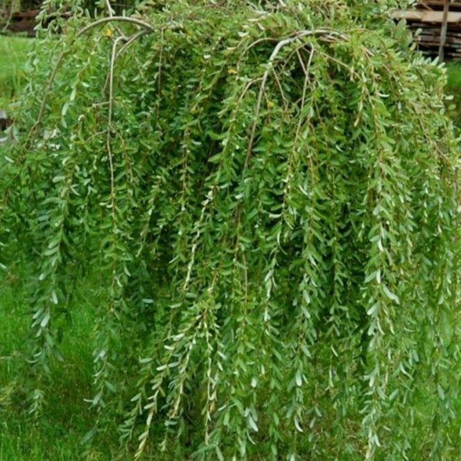 Salix Eleagnos la ghiveci 140-160 cm