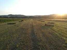 Vand baloti paie din orzoaica